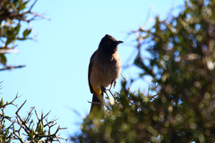 Pycnonotus nigricans