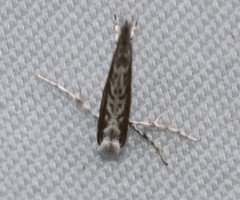 Stathmopoda melanochra