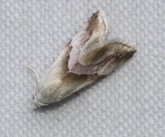 Eublemma roseana