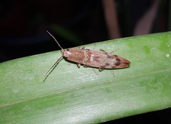 Conoderus fuscofasciatus