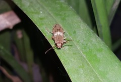 Conoderus fuscofasciatus