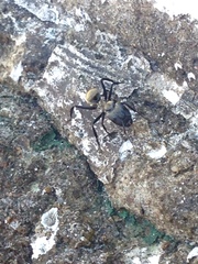 Camponotus sericeiventris