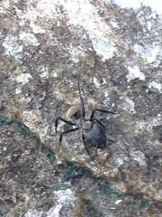 Camponotus sericeiventris