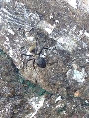 Camponotus sericeiventris