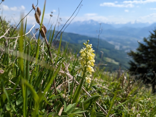 Pale orchid (Orchis pallens)