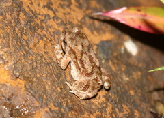 Duttaphrynus melanostictus