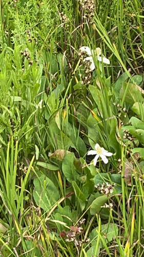 iNaturalist observation photo of Yerba Mansa