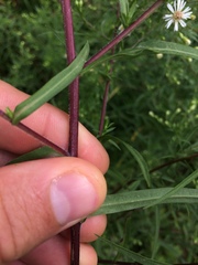 Symphyotrichum lanceolatum interior
