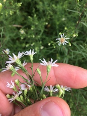 Symphyotrichum lanceolatum interior