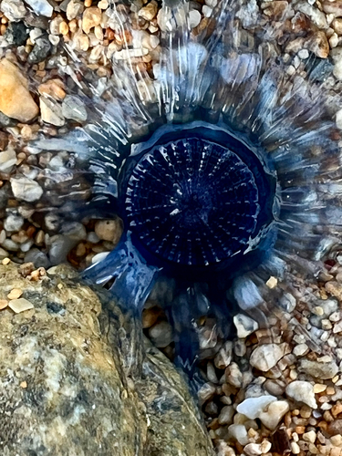 Porpita porpita, 2023-05-21