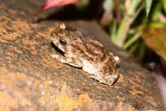 Duttaphrynus melanostictus
