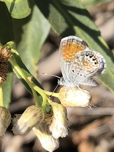iNaturalist observation photo of Western Pygmy-Blue