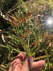 Rhynchospora corniculata