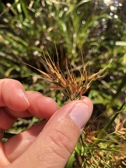 Rhynchospora corniculata