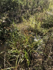 Rhynchospora corniculata