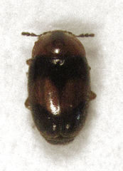 Clypastraea pulchella