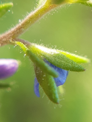 Image of Veronica dillenii by (c) Martin Scheuch, some rights reserved (CC BY)