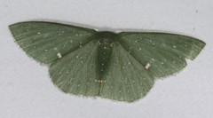 Prasinocyma iosticta