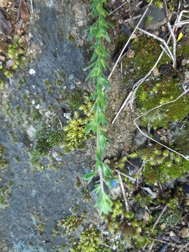 Image of Veronica dillenii by (c) Martin Scheuch, some rights reserved (CC BY)