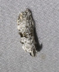 Hypatima simulacrella