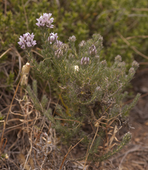 Aspalathus cephalotes violacea
