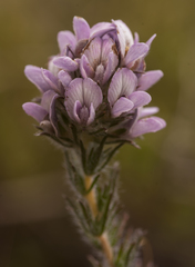 Aspalathus cephalotes violacea
