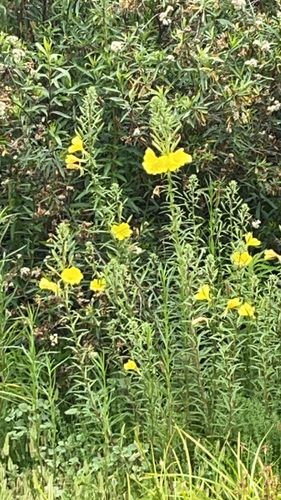 iNaturalist observation photo of tall evening primrose