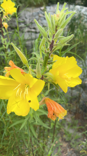 iNaturalist observation photo of tall evening primrose