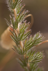 Aspalathus cephalotes violacea