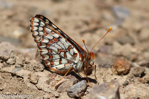 Anicia Checkerspot