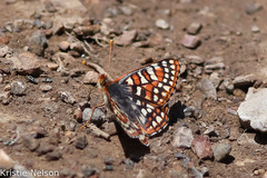 Euphydryas anicia wheeleri
