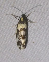 Lactura cristata