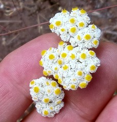 Helichrysum crispum