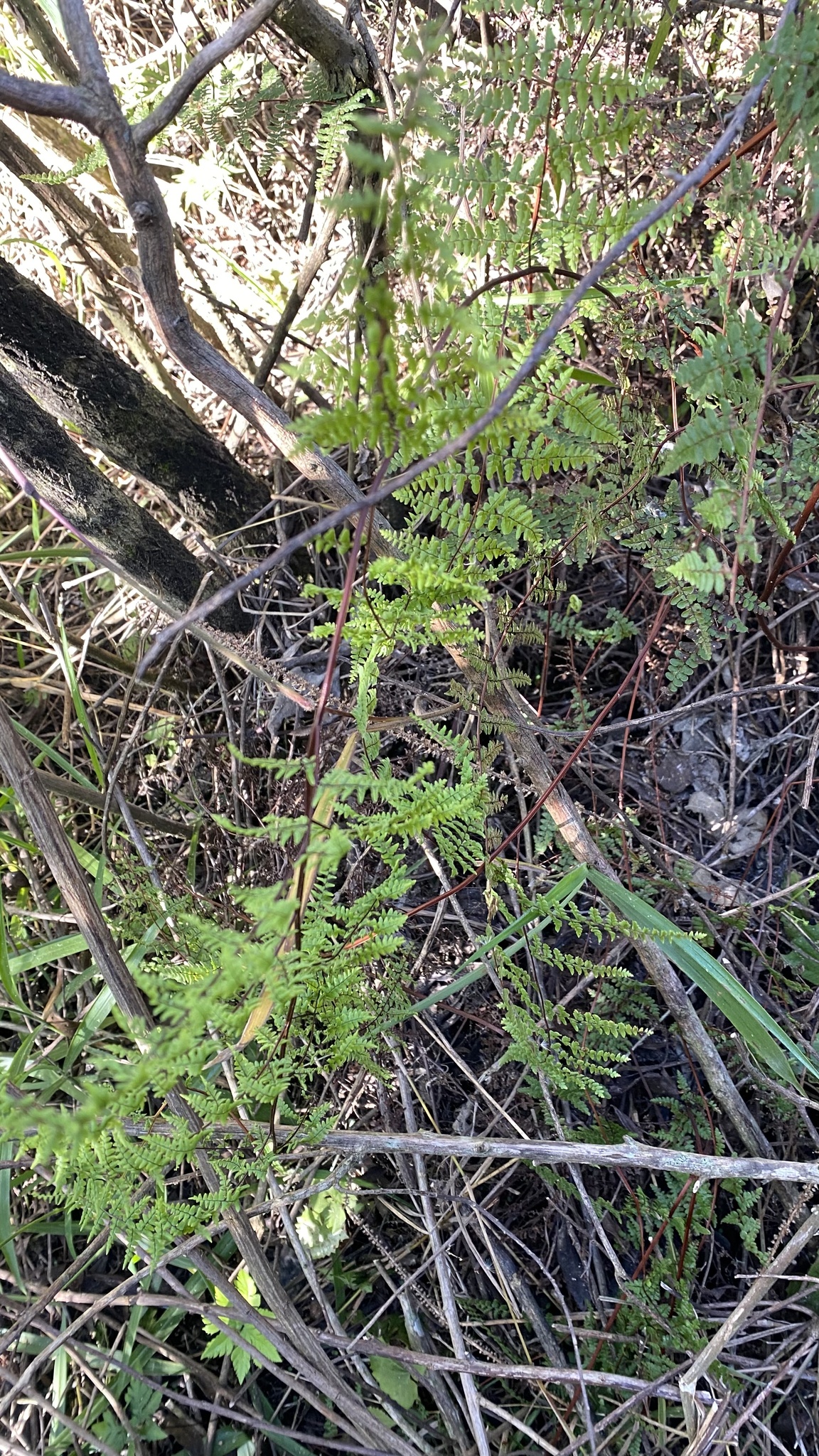 Adiantopsis chlorophylla