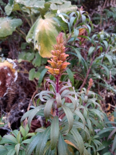 Digitalis isabelliana image