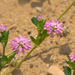 Trifolium resupinatum - Photo (c) Sarah Gregg, algunos derechos reservados (CC BY-NC)