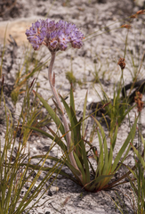 Dilatris corymbosa