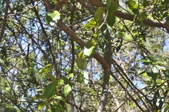 Passiflora laurifolia