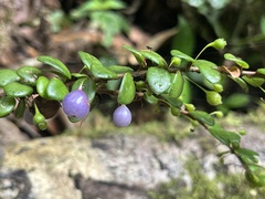 Sphyrospermum buxifolium image