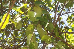 Passiflora laurifolia