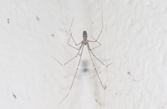 Smeringopus pallidus