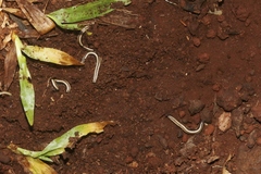 Spirobolellus immigrans