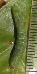 Lophoptera