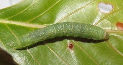 Lophoptera