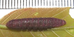 Lophoptera