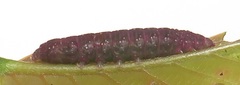 Lophoptera