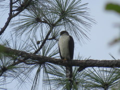 Accipiter striatus chionogaster