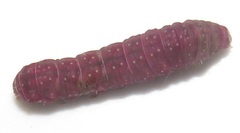 Lophoptera