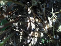 Carabus purpurascens