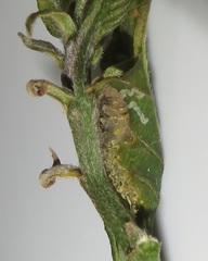 Lophoptera